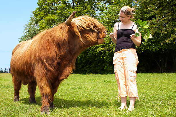 pretty woman is feeding an highland cattle