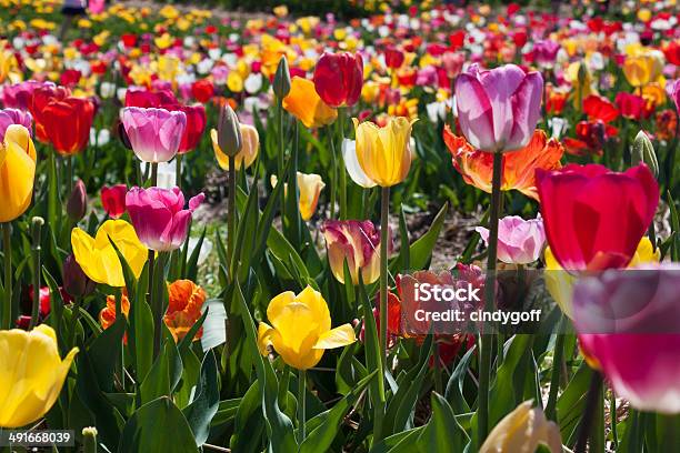 Colorful Field Of Tulips In Haymarket Virginia Stock Photo - Download Image Now - Prince William County, Virginia - US State, Agricultural Field