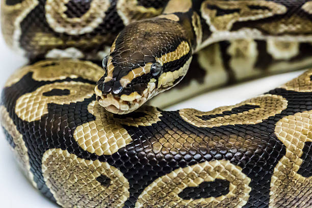 Normal Ball Python Royal Ball Pyhton, Normal mutation, pet. python royal stock pictures, royalty-free photos & images
