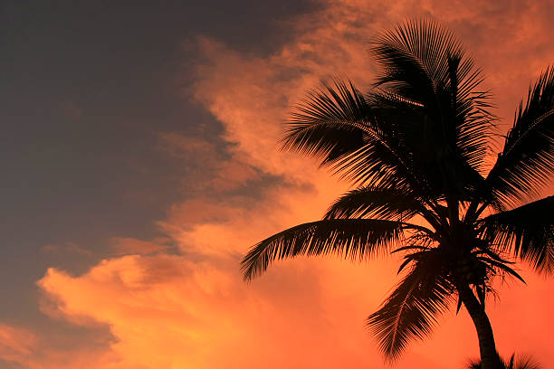 Free Stock Photo of Palm tree silhouette against a colorful sunset ...