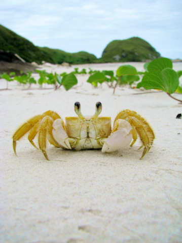 Funny crab in a sandy wild beach of Honey Island (Ilha do Mel), Brazil