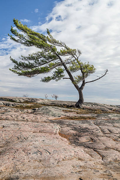 istock Lone Pine on Georgian Bay 491669244