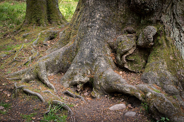 istock The old oak in Polish forest. 491669271