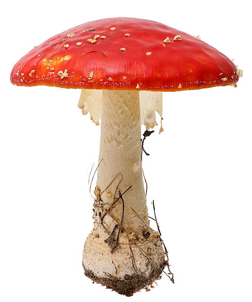 istock Amanita poisonous mushroom, isolated 491669804