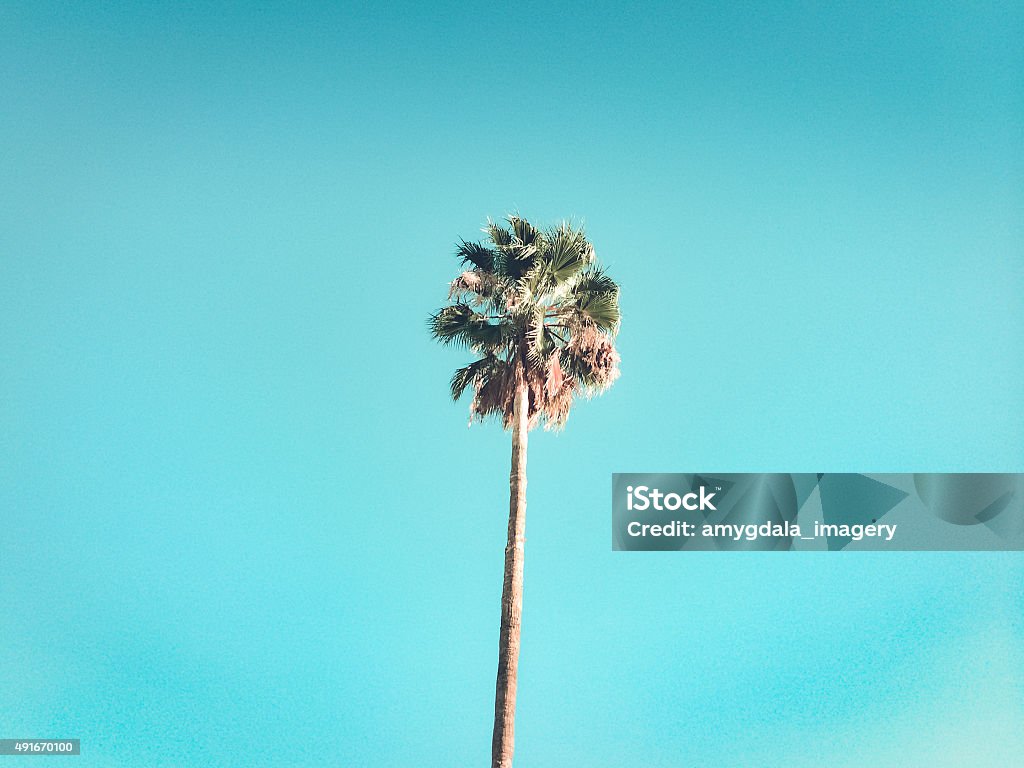 retro palm tree retro palm tree conjures summer in souther california.  horizontal mobilestock composition. Palm Tree Stock Photo