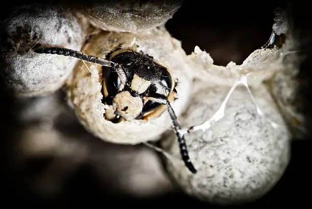 A close up of a bald-faced hornet emerging from a cell in the nest.