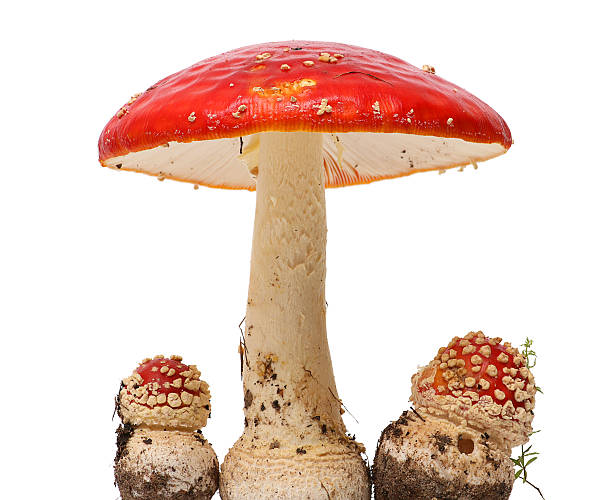 istock Amanita poisonous mushroom, isolated 491670472
