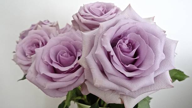 淡いピンクのバラの背景に - cut flowers rose purple flower arrangement ストックフォトと画像