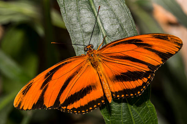 istock Gulf Fritillary Butterfly 491670680