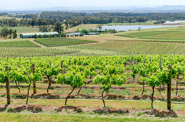 hunter valley winnica, australia - vineyard hunter valley australia vine zdjęcia i obrazy z banku zdjęć