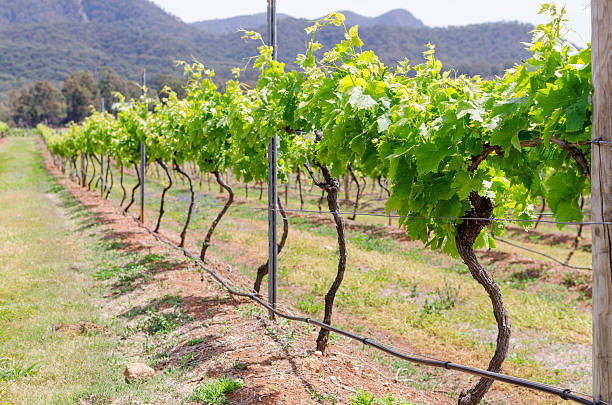 hunter valley winnicy w australii, nsw, - vineyard hunter valley australia vine zdjęcia i obrazy z banku zdjęć