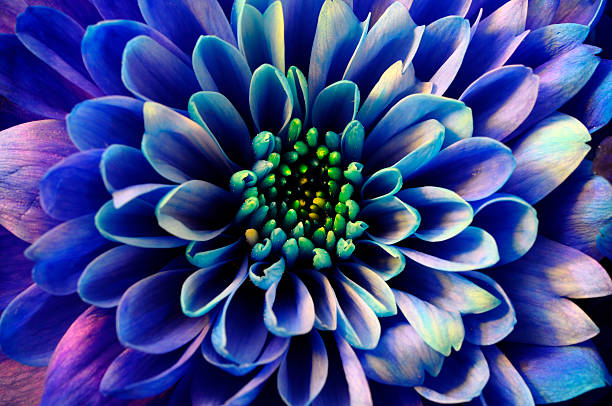 macro de flor azul áster - lower proxy falls imagens e fotografias de stock