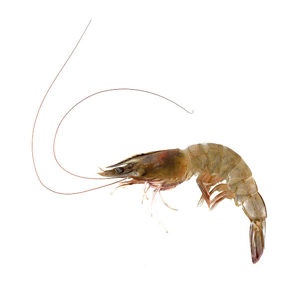 istock Fresh Prawn or Shrimp Isolated on white background 491670964