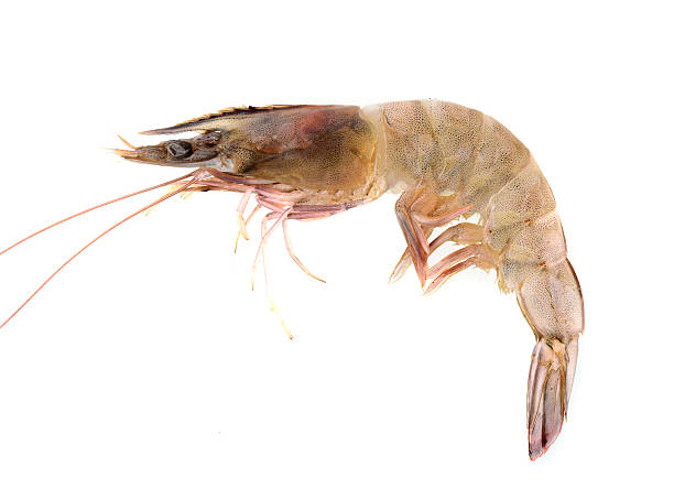 istock Fresh Prawn or Shrimp Isolated on white background 491671556