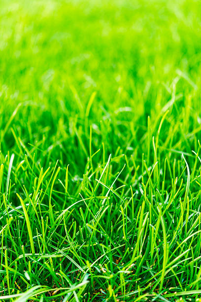 istock Lush green grass growing in sunlight. Green background 491673670