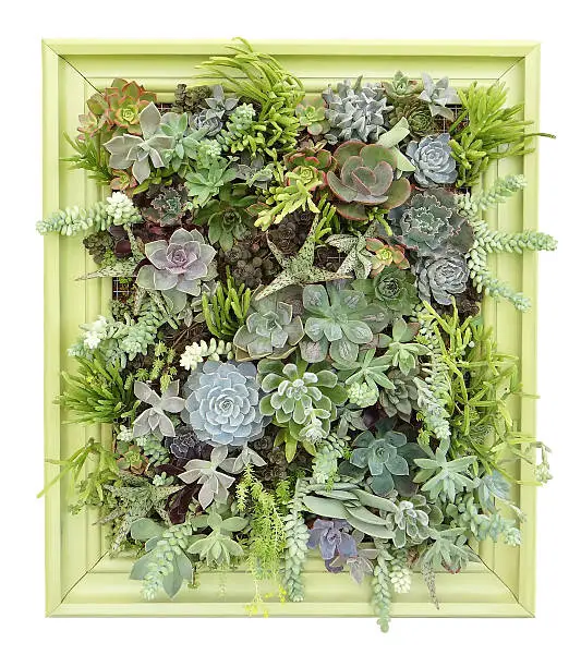 Photo of succulent vertical wall hanging