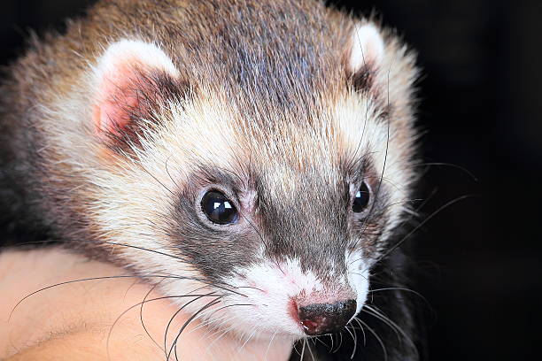 istock Close-up portrait of ferret 491678761