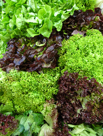 Lettuce close-up, leafy vegetables