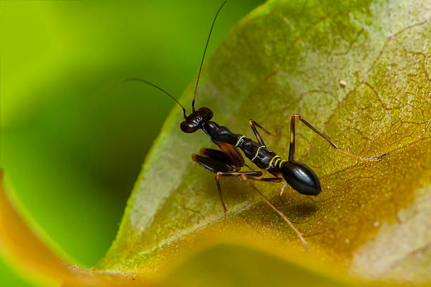 istock Insects in nature, Thailand. 491681317