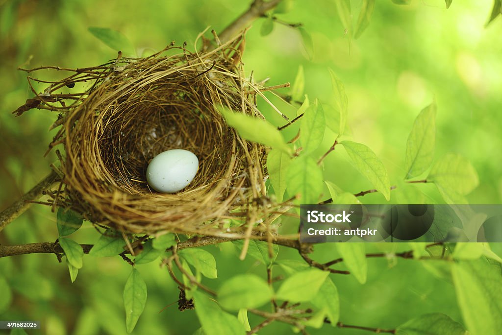 bird nest on tree Animal Egg Stock Photo