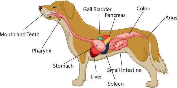 illustration von verdauungssystem der hund anatomie - hundeartige stock-grafiken, -clipart, -cartoons und -symbole