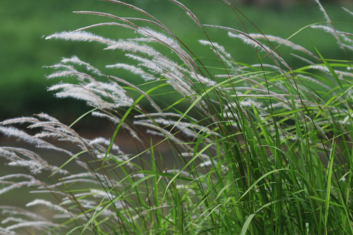 grass thatch