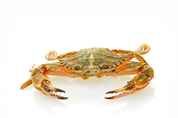 istock Isolated on a white background of crabs 491682428