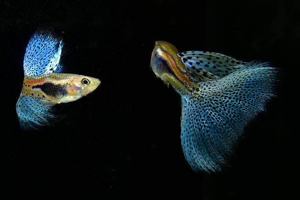 istock Guppy Blue grass/Glass. 491683044