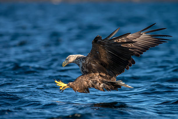 Aquila volante - foto stock