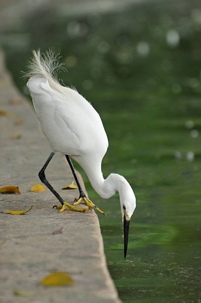 istock Egret hunting for food 491683321