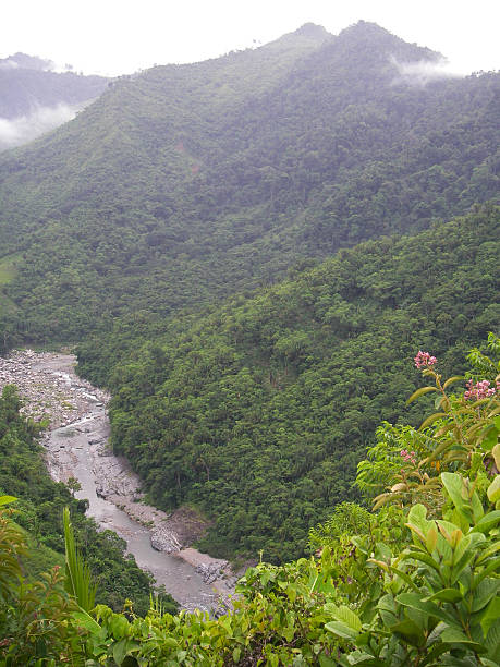 istock River Gorge through Pristine Rainforest Pico Bonito Honduras 491683833