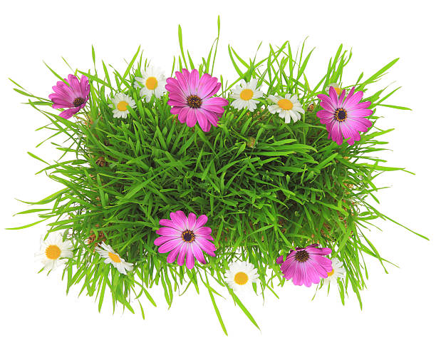 istock Green grass with pink and white flowers isolated 491684003