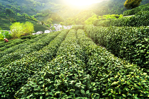 China's tea garden