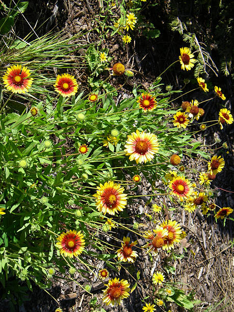 istock Wildlfowers in Meadows in Cedar Breaks National Monument Utah 491684171
