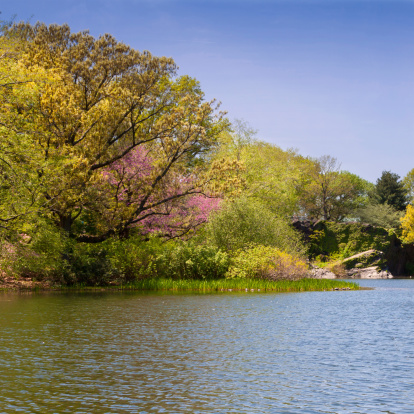 HDR (photorealistic) image of Central Park on a beautiful spring day, New York City. 