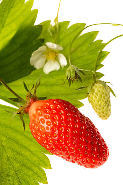 Strawberry-Garriguette Strawberry-Garriguette isolated on white background aromatisch stock pictures, royalty-free photos & images