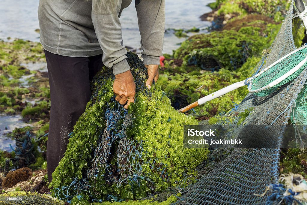Farmer collecting seaweed in Indonesia Local farmer in Bali is harvesting the new seaweed crop. Seaweed Stock Photo