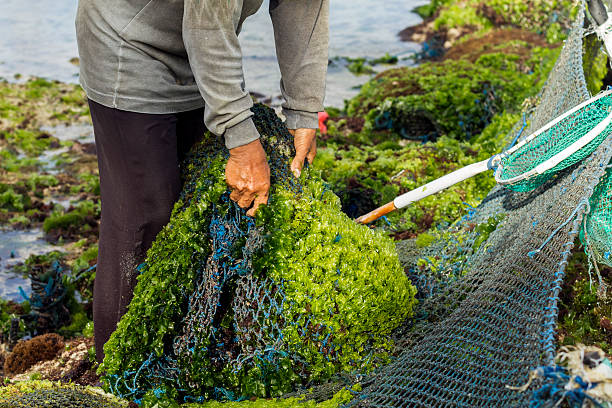 Farmer collecting seaweed in Indonesia Local farmer in Bali is harvesting the new seaweed crop. seaweed farming stock pictures, royalty-free photos & images