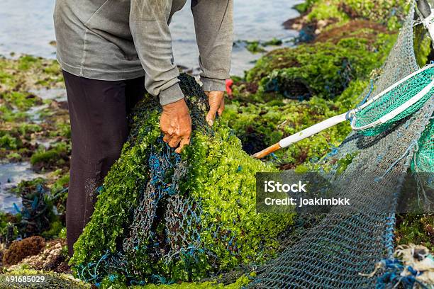 Farmer Collecting Seaweed In Indonesia Stock Photo - Download Image Now - Seaweed, Algae, Crop - Plant
