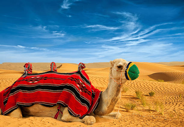 istock Tourist camel on sand dunes 491685039