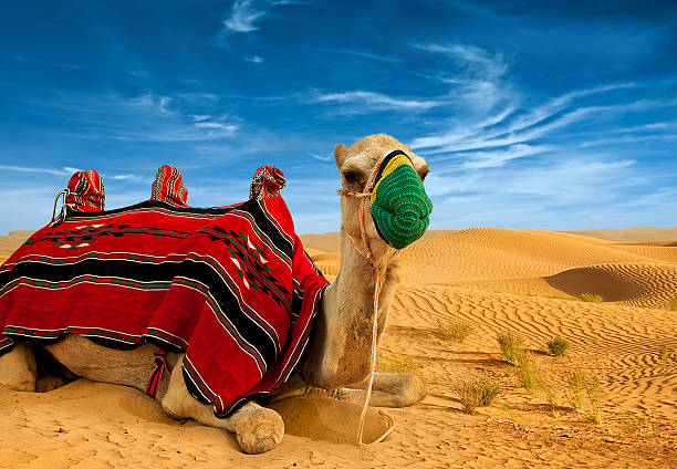 istock Tourist camel on sand dunes 491685049