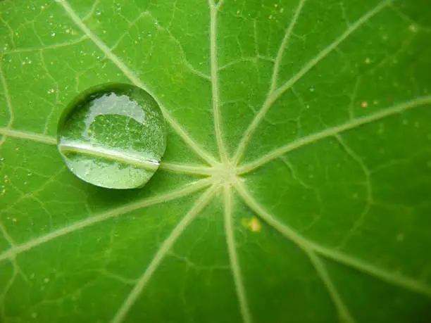 Photo of leaf with one drop of dew
