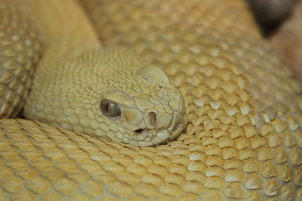 istock Yellow rattlesnake crotalus atrox 491686223
