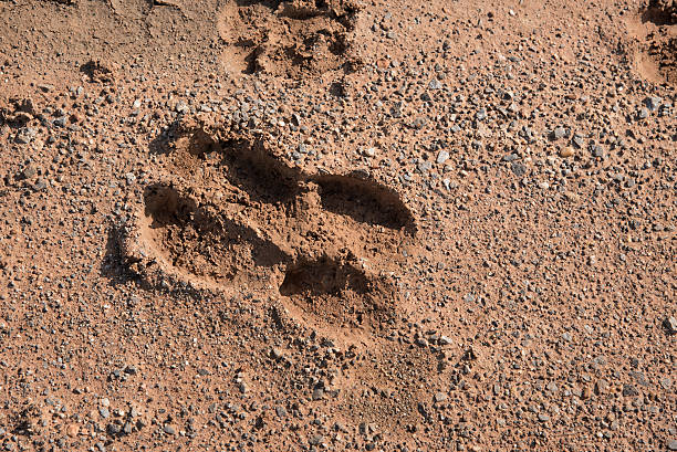 istock Cow foot print on sandy lane 491686564