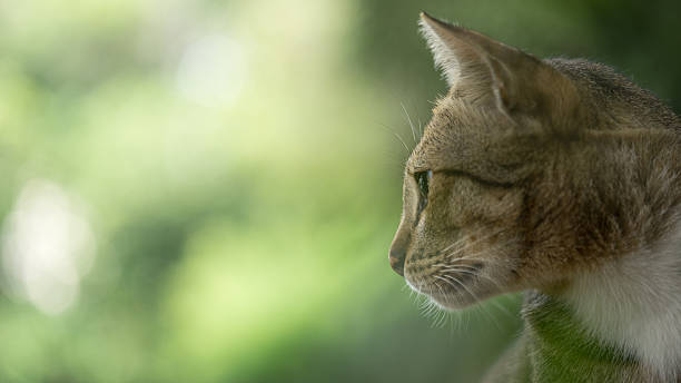 istock American Shorthair 491686808