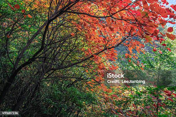 Berge Und Blätter Stockfoto und mehr Bilder von 2015 - 2015, Ast - Pflanzenbestandteil, Baum