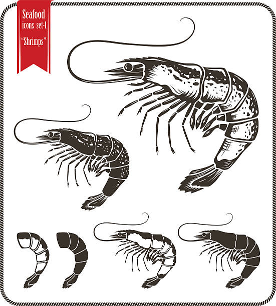 Shrimp. Various type of shrimps and shrimp tail. Shrimp. Various type of shrimps and shrimp tail. Graphic style vector shrimps isolated on white background. black tiger shrimp stock illustrations