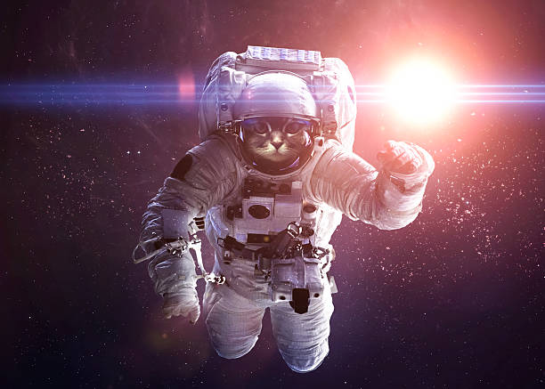 istock Beautiful cat in outer space. Elements of this image furnished 491695606
