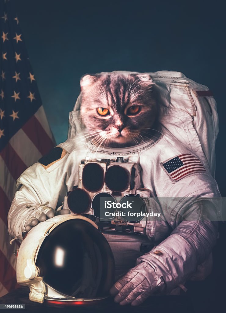 Beautiful cat astronaut. Elements of this image furnished by NAS Beautiful cat astronaut. Elements of this image furnished by NASA. Outer Space Stock Photo