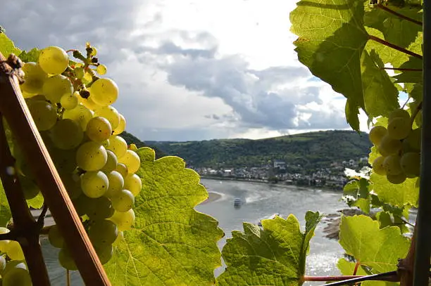 Bacharach, Germany - September 19, 2015: Wine grapes with river rhine near Oberwesel